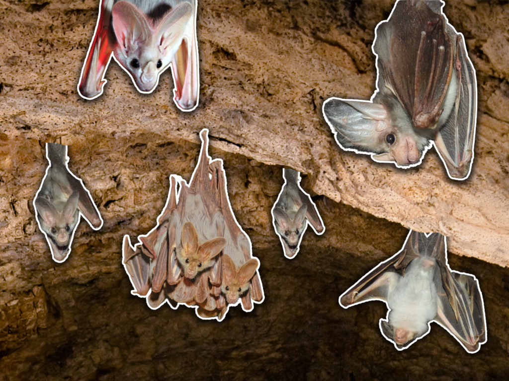 PARTICLE 101: GHOST BATS
