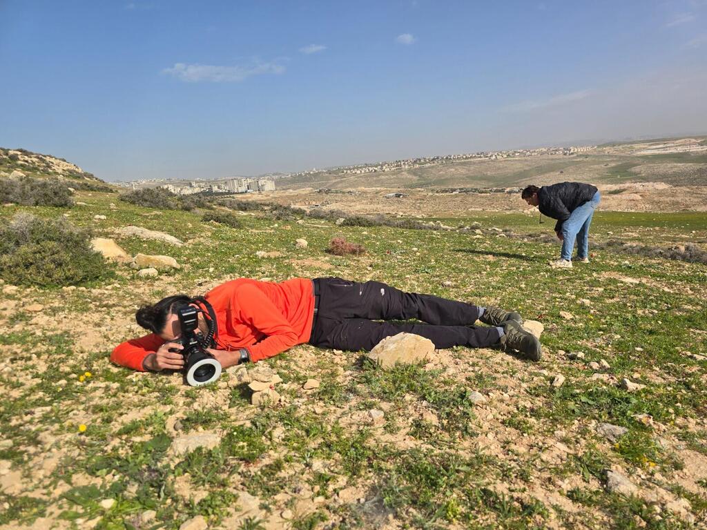 שקד בוחבט מתעד את הפומה הפרסית