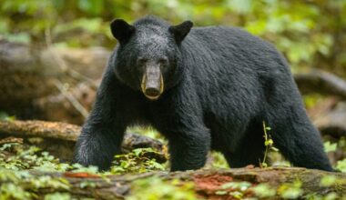 Black bear in Great Smoky Mountains
