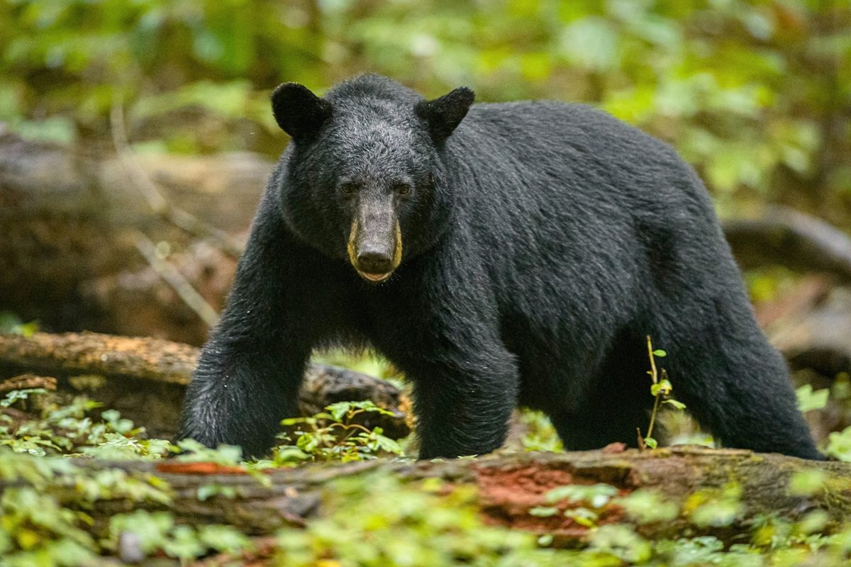 Black bear in Great Smoky Mountains