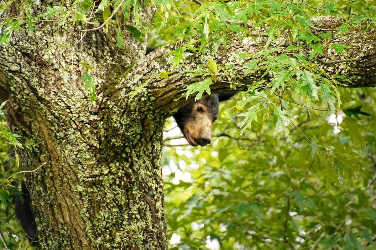 Black bear in a tree in Great Smoky Mountains National Park