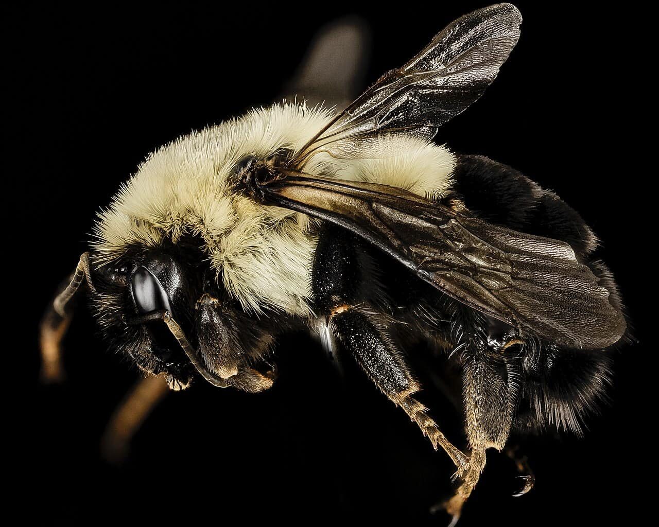 Hibernating Bumblebee Queens Can Actually Breathe Underwater Like Tiny Scuba Divers