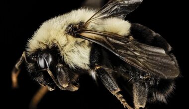 Hibernating Bumblebee Queens Can Actually Breathe Underwater Like Tiny Scuba Divers
