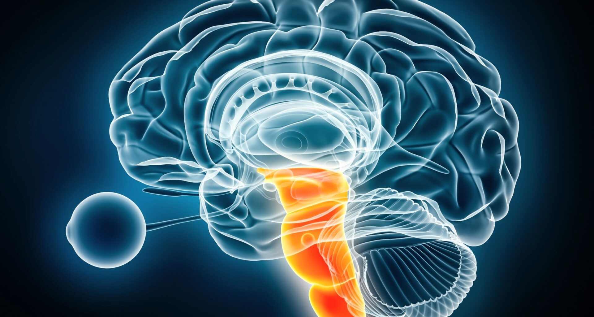 Hidden brain pathway helps control hand movements