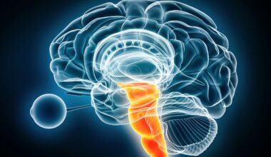 Hidden brain pathway helps control hand movements