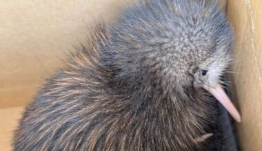 Northland kiwi chick rescued from swimming pool filter