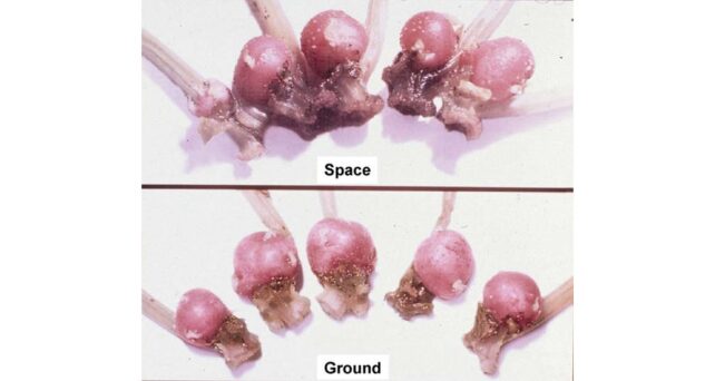 Potatoes Space