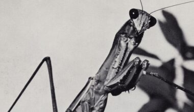 Courtney Barnett: Creature of Habit Album Review