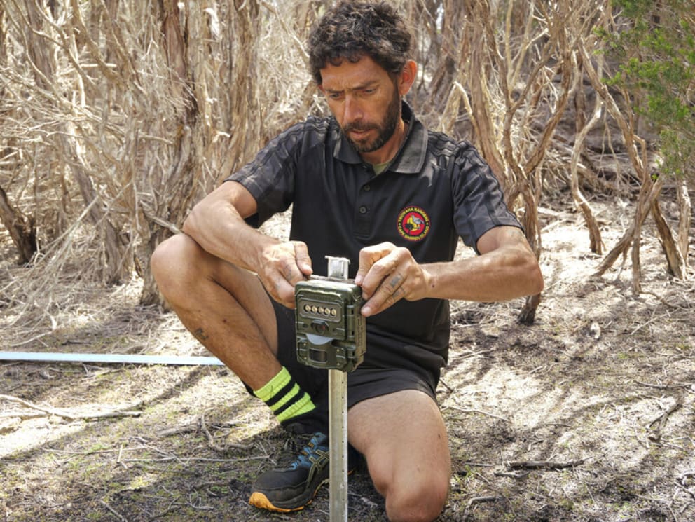 A ranger sets up a trail camera