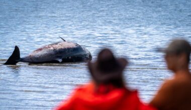 Stranded rare whale freed by volunteers in Auckland city beaches again 18km across harbour