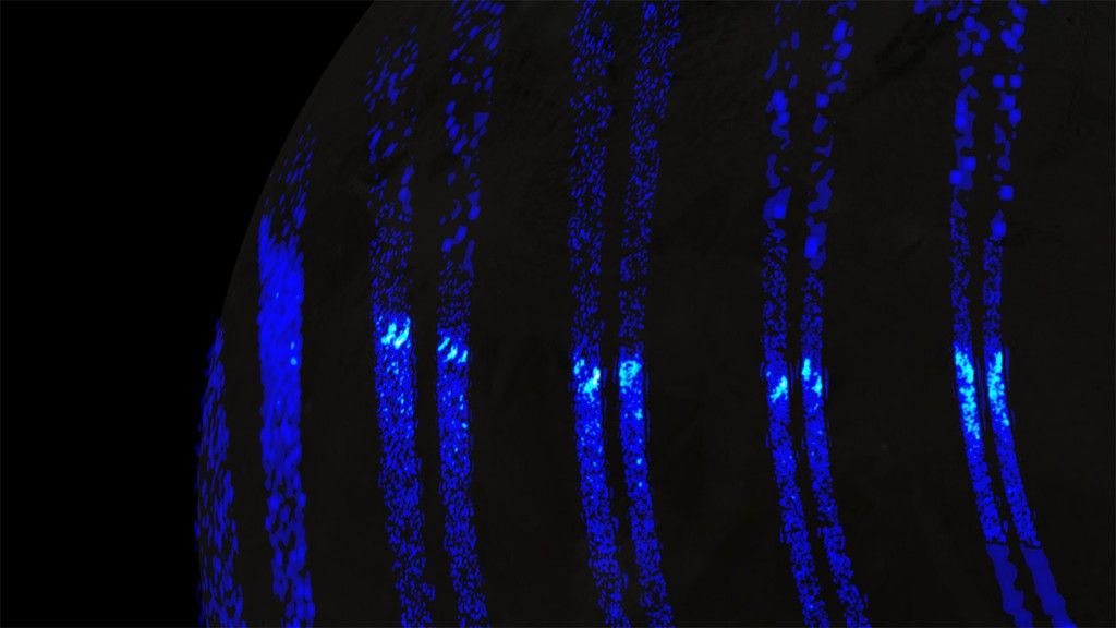Blue stripe-like features shown in pairs going vertically against a black background.