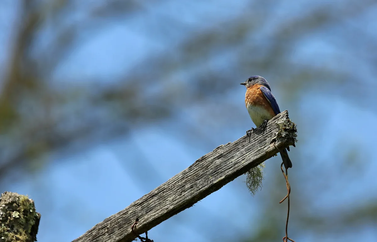 Eastern bluebird in Great Smoky Mountains National Park