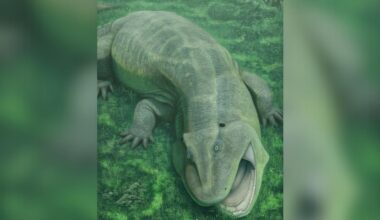 An illustration of a green lizard-like animal with a large open maw, crawling on its stomach against a lush green ground