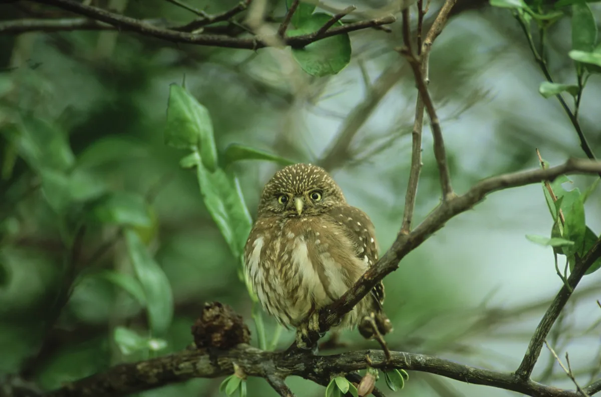 Ferruginous pygmy owl