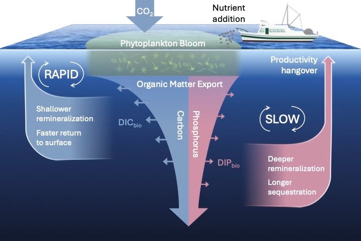 Interaction of carbon and nutrient cycles overlooked in marine carbon dioxide strategies – Rhody Today