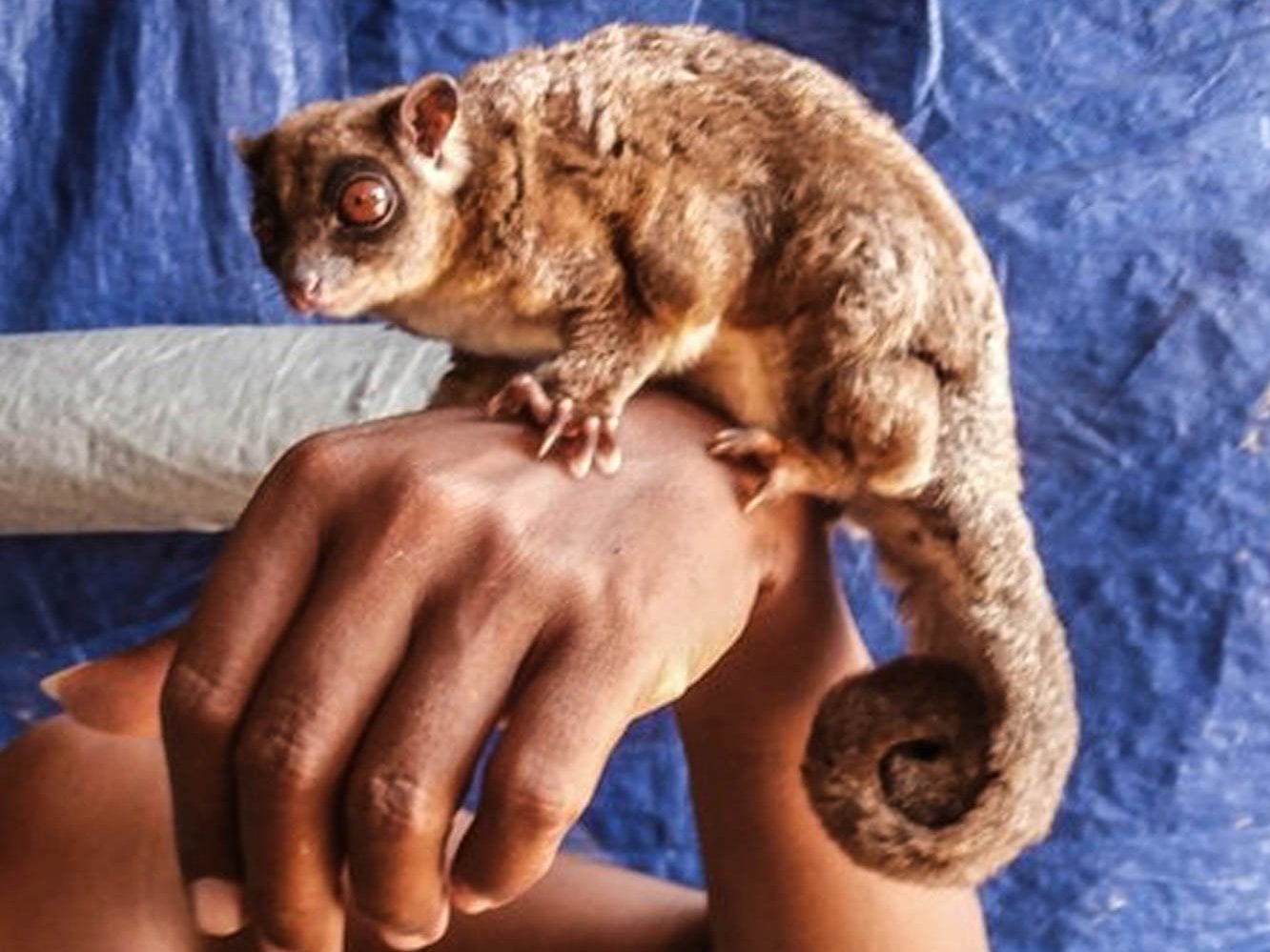 A Ring-tailed Glider, Tous ayamaruensis, which looks like a squirrel mated with a chameleon.