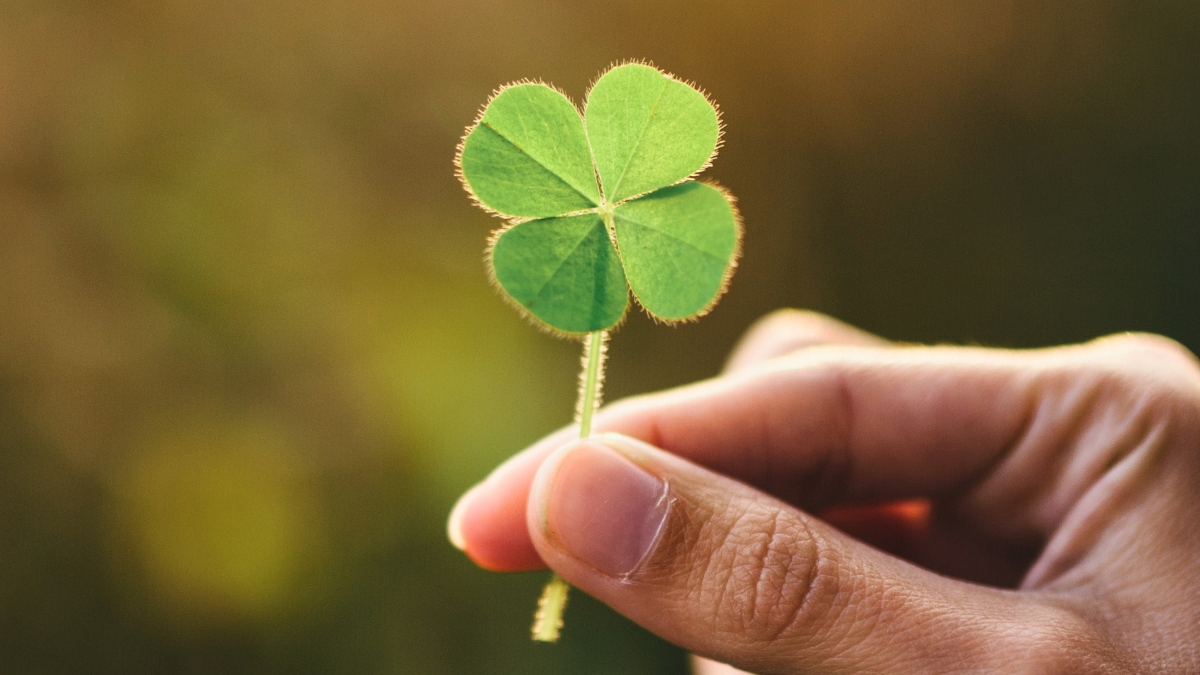 Textbooks Might Be Wrong About Why Plants Are Green : ScienceAlert