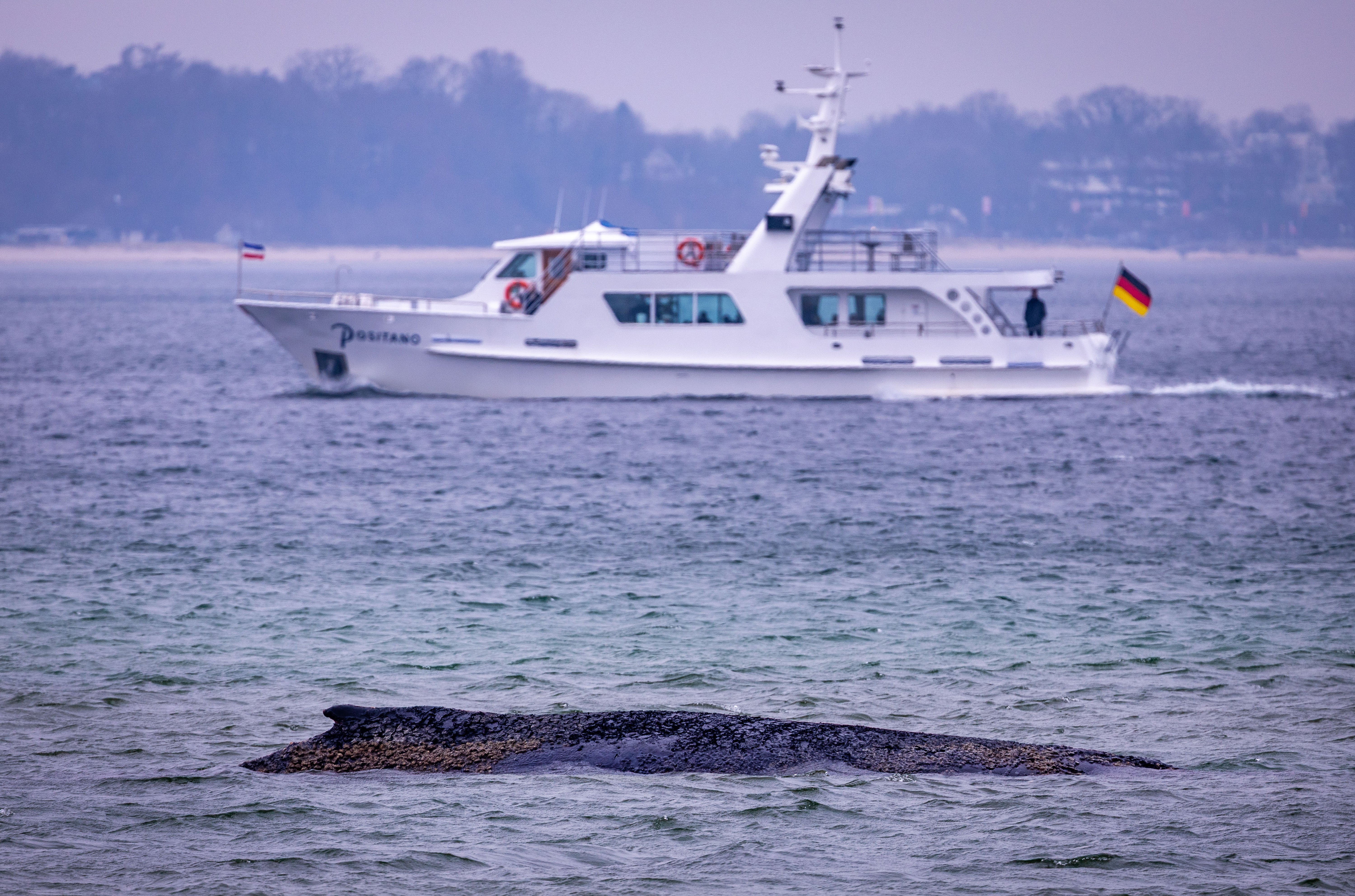 A ship sails through the Bay of Lubeck behind the humpback whale stranded on the Baltic Sea coast, in Timmendorfer Strand