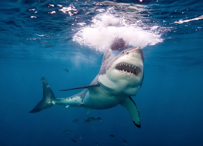 Great white shark teeth
