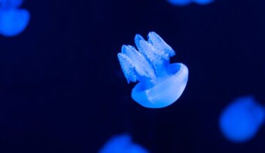 Jellyfish in medusa stage