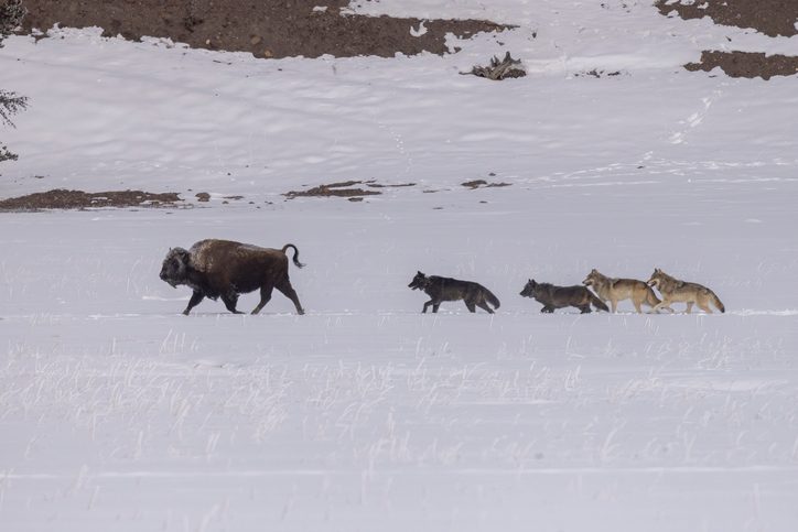 Wolves in Yellowstone