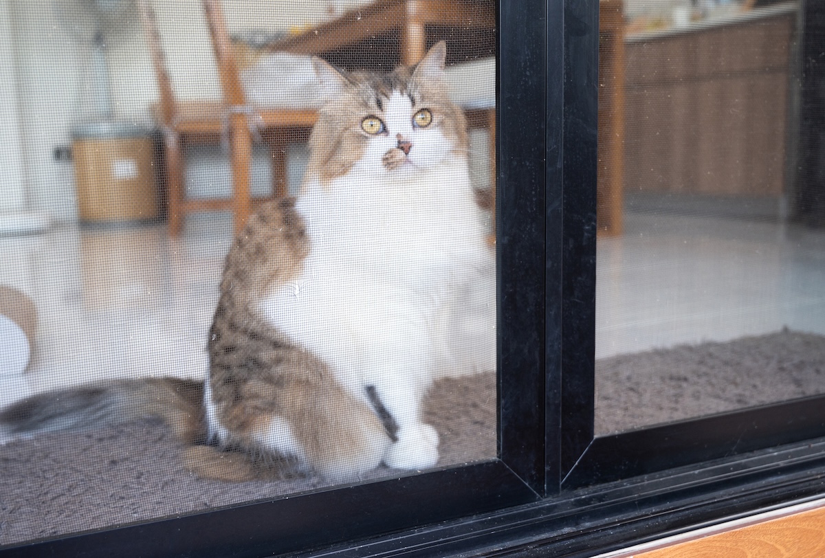 House Cat Tries to Take on Bears Through Glass Door