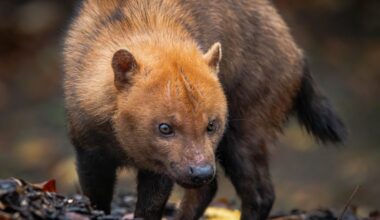 close up of the South American bush dog