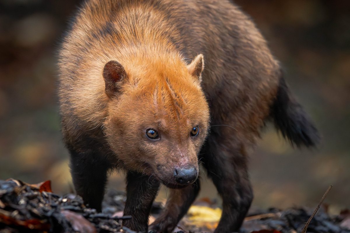 close up of the South American bush dog