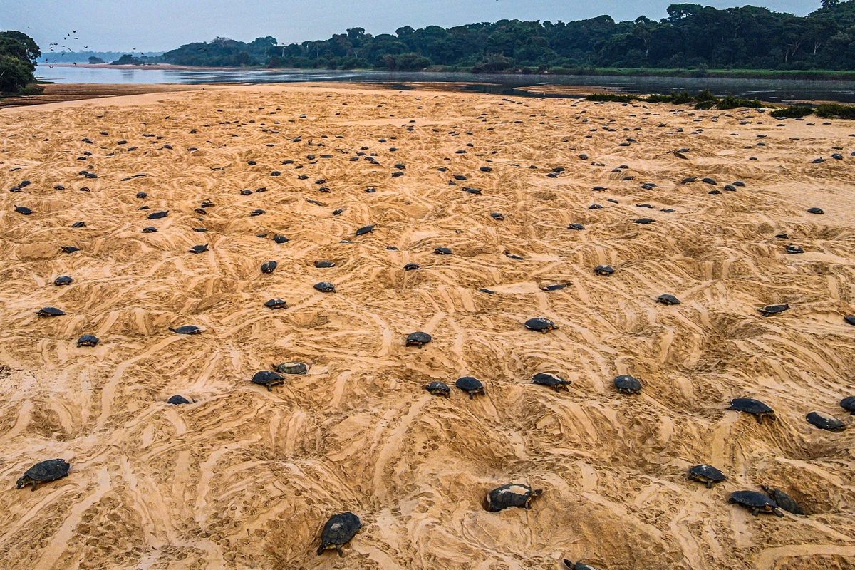 Giant South American river turtle nest site