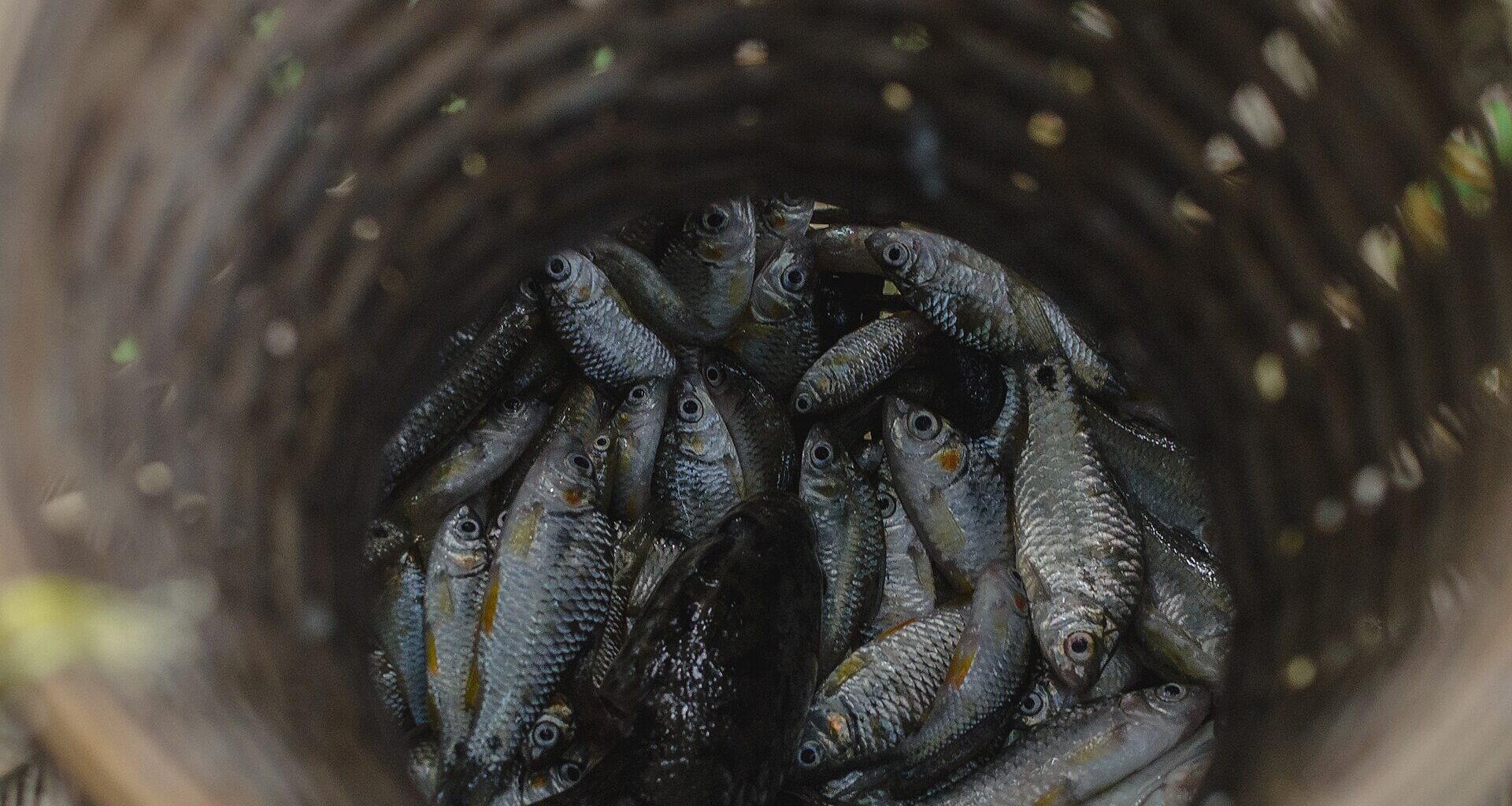 Years of enforcement fail to stop Australia's illegal fishing problem