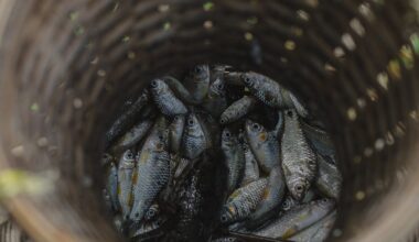 Years of enforcement fail to stop Australia's illegal fishing problem