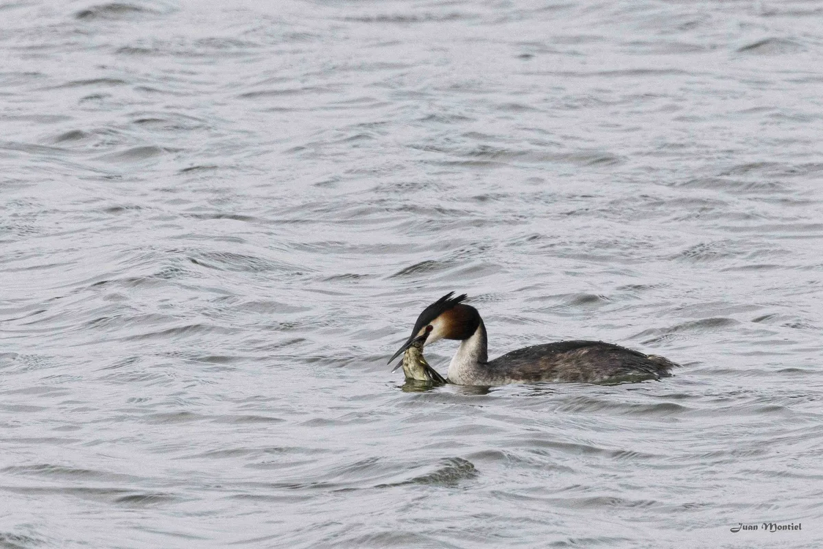 Great crested grebe eating chiffchaff