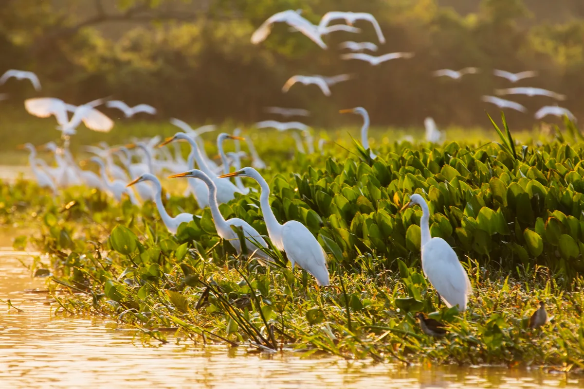 A congregation of great white egrets in a marsh