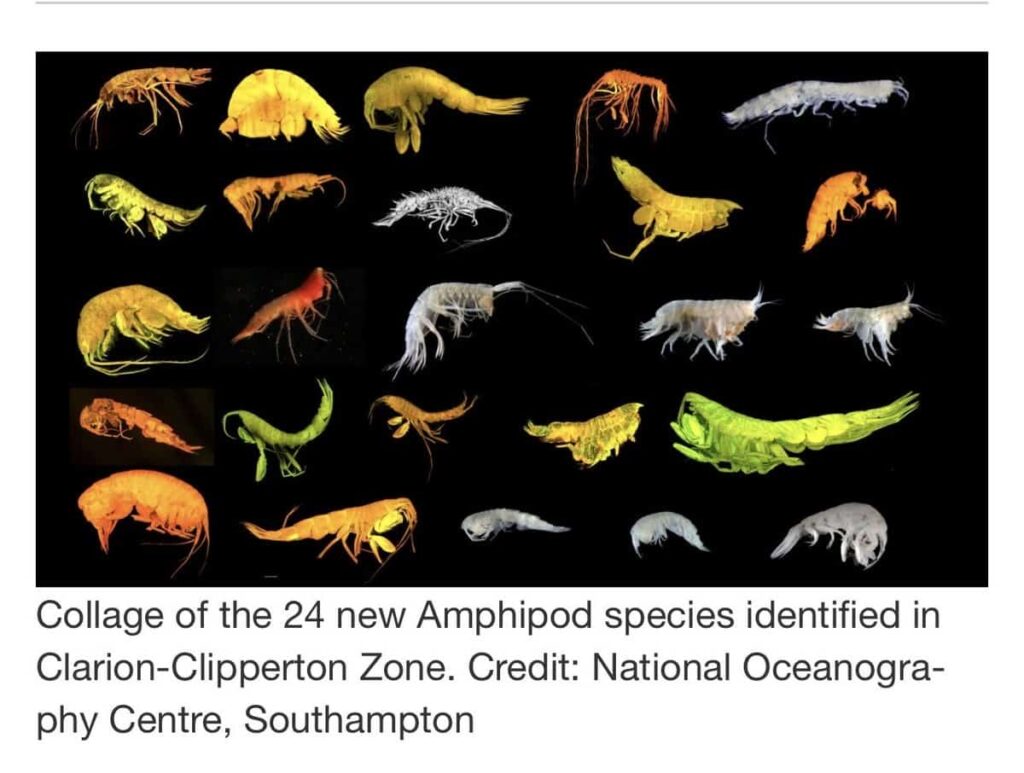 Collage of 24 new amphipod species with colorful, diverse shapes and sizes.
