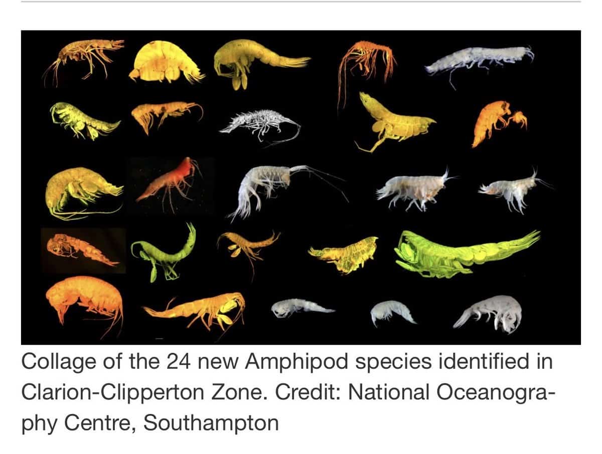 Scientists Discover 24 New Species and New Branch of Life in Area Slated for Deep Sea Mining