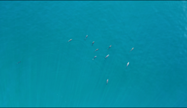 Rare porpoise mating behaviour captured by drones off Shetland