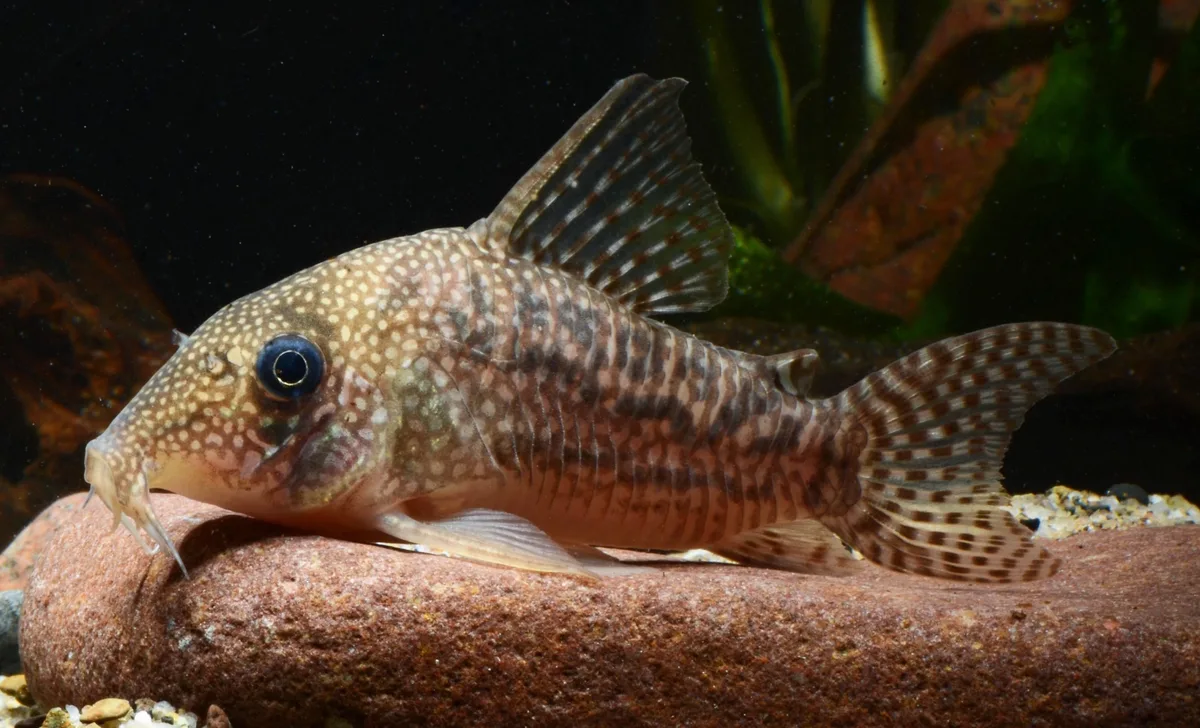 Ancestor cory (Hoplisoma noxium)