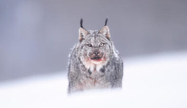 Israeli wildlife photographer captures rare Canadian lynx feeding in frozen wildernes