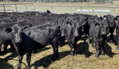 Photo supplied by Elanco via Orangeline