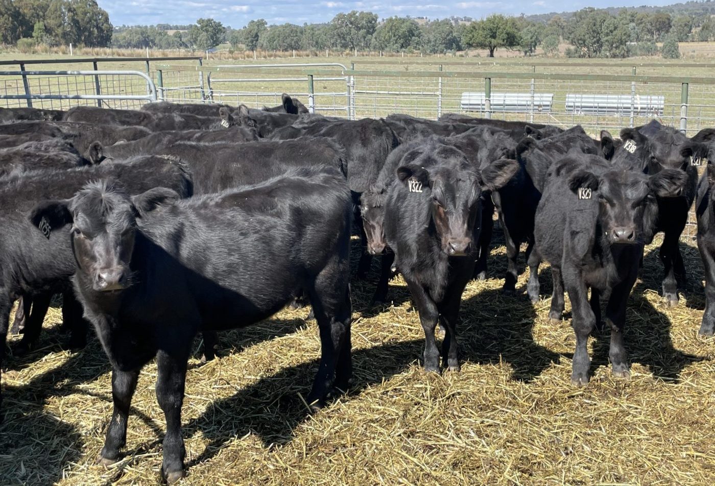 Photo supplied by Elanco via Orangeline