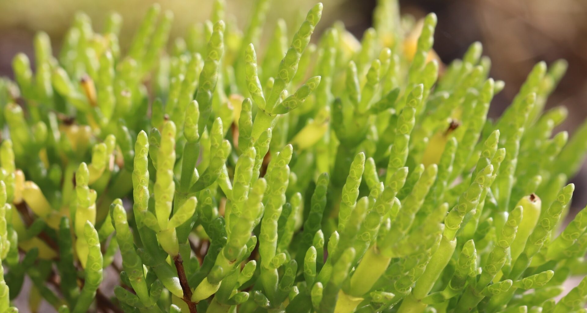 What Is Salicornia? Health Benefits, Nutrition Facts, and Salt Substitute Potential