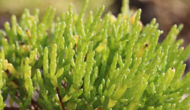 What Is Salicornia? Health Benefits, Nutrition Facts, and Salt Substitute Potential