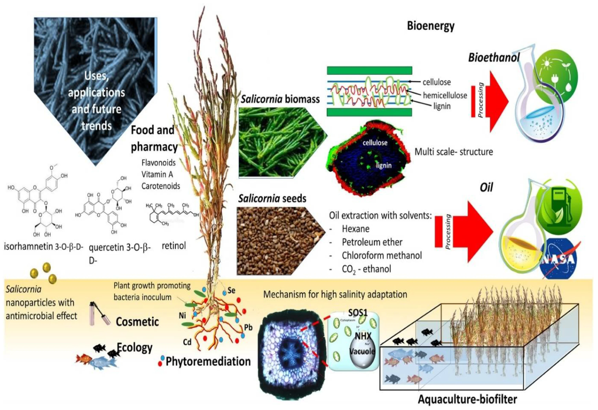 A summary of potential Salicornia applications2