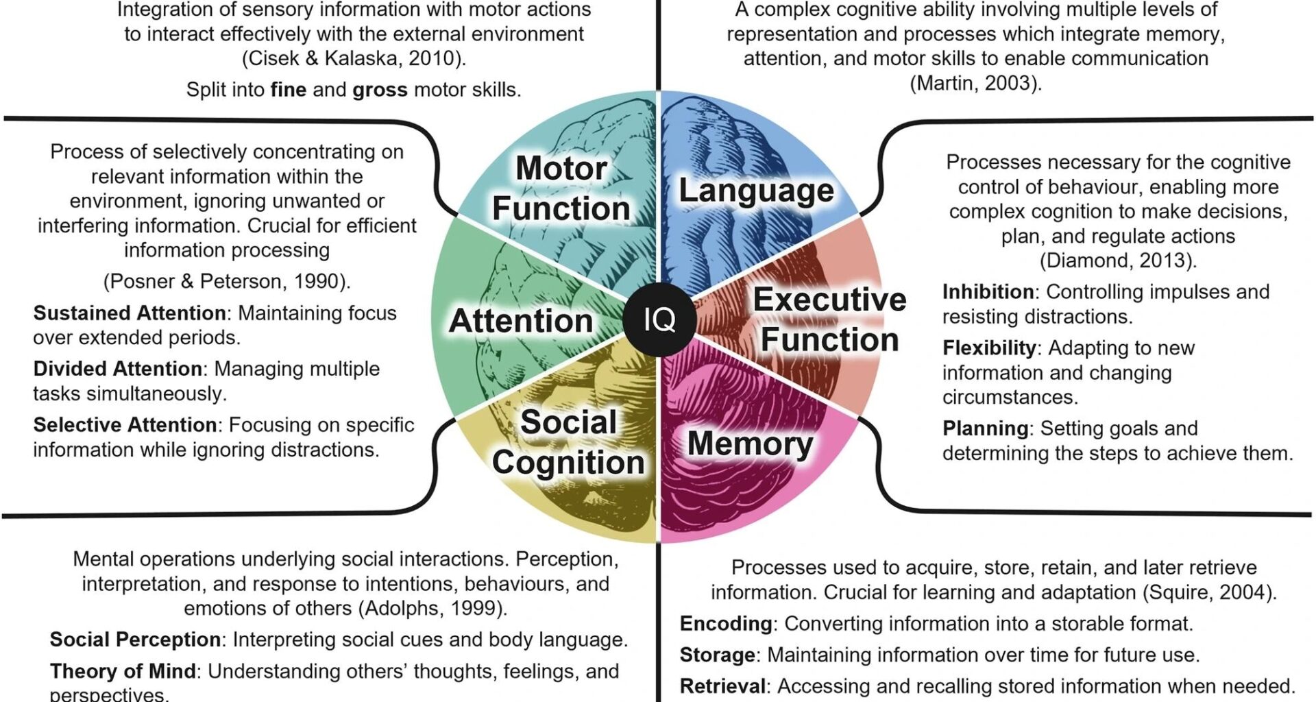 Diagram summarising the key domains within human cognition.