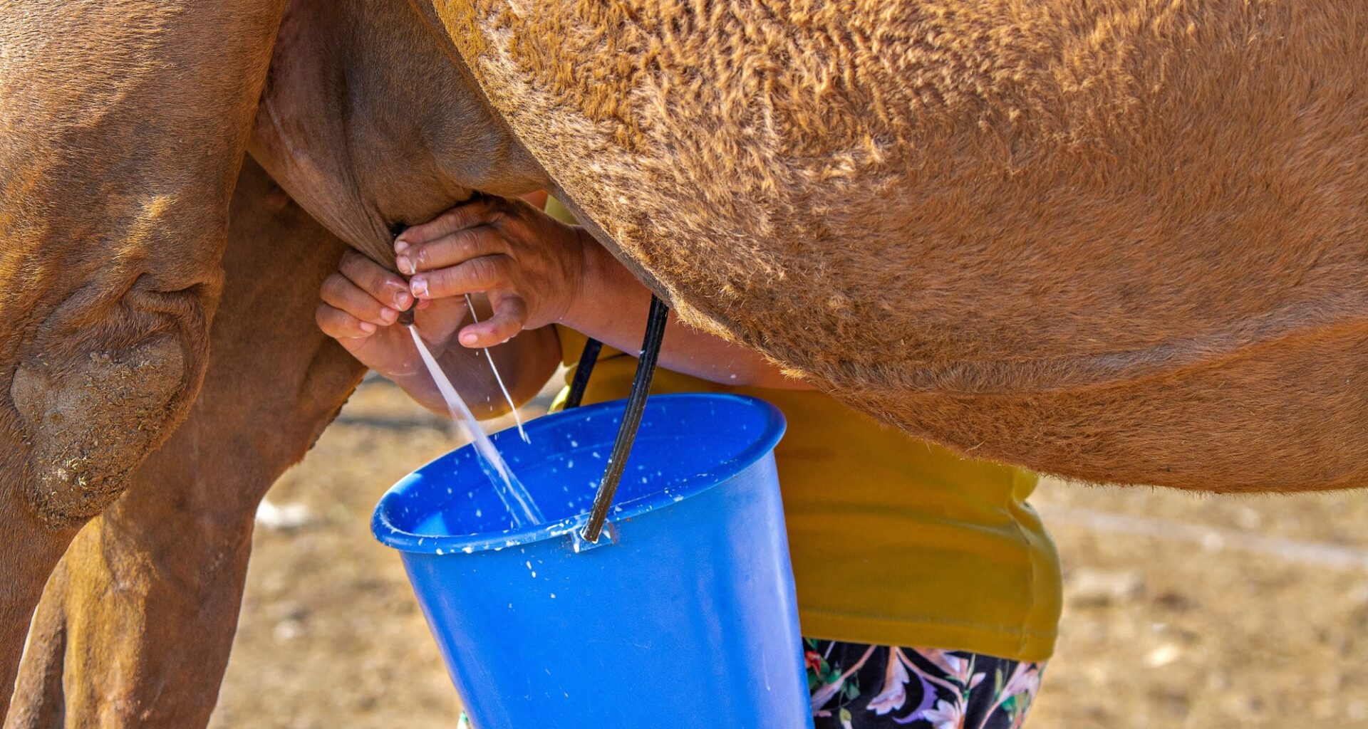 Review: Camel Milk as a Functional Food: Nutritional Composition, Health-Promoting Benefits, and Safety Considerations. Image Credit: MehmetO / Shutterstock