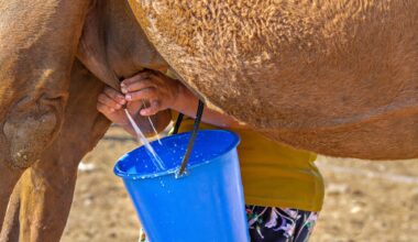 Review: Camel Milk as a Functional Food: Nutritional Composition, Health-Promoting Benefits, and Safety Considerations. Image Credit: MehmetO / Shutterstock