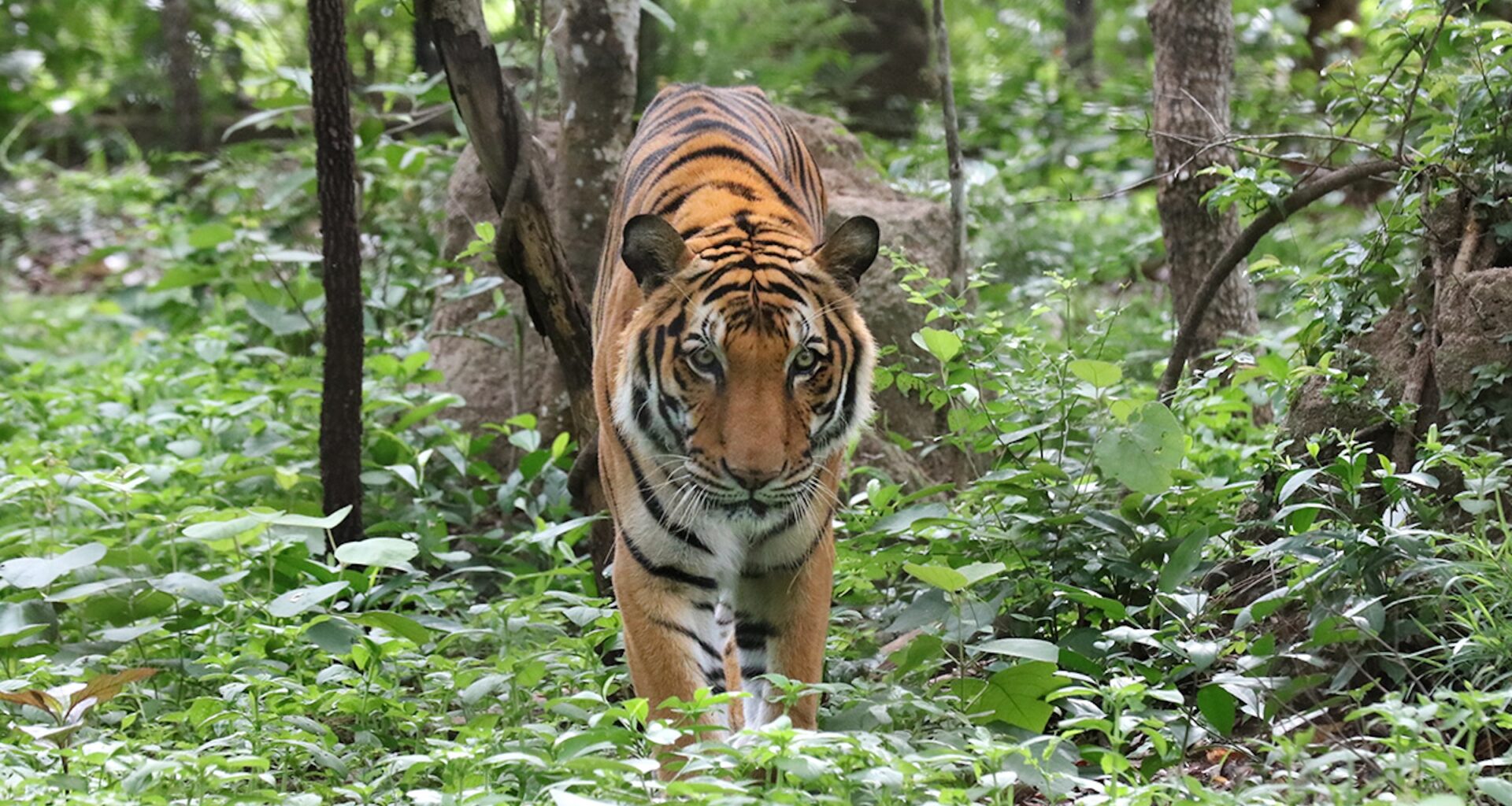 The Wild League aims to turn sports mascots into conservation champions