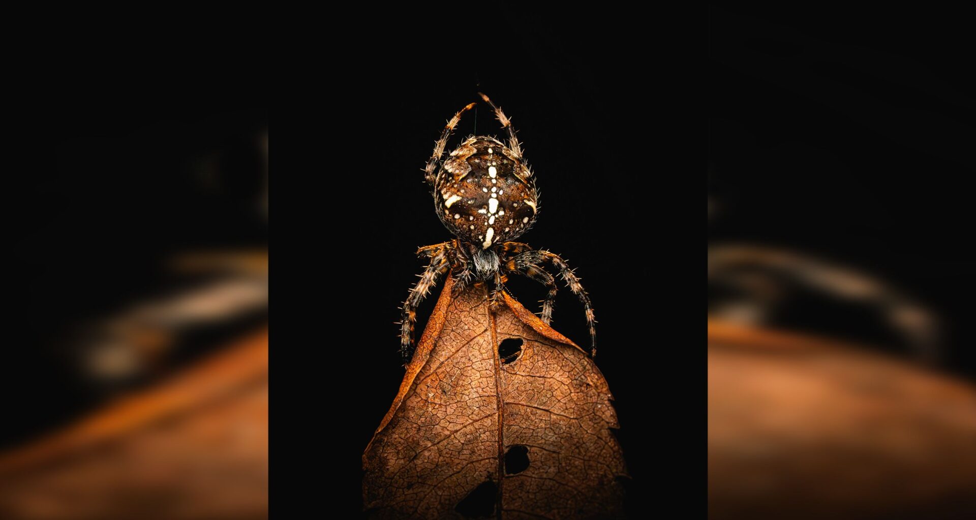 He's done it again! 14-year-old photographer wins major award with macro spider shot: "I ran inside to grab my camera, knowing it might be gone by the time I got back"