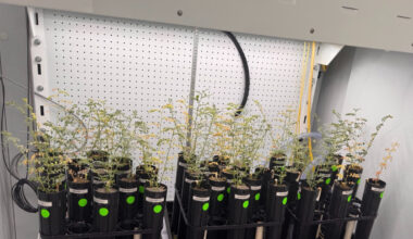 Can we grow food in Moon soil?