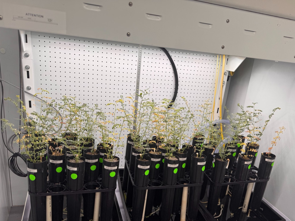 Can we grow food in Moon soil?